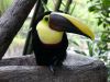 Tucan