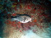 Kugelfisch